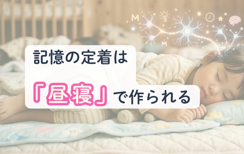 記憶の定着は「昼寝」で作られる